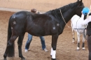 3-Koenigs-Reiten-Jettweiler-060114-BODENSEE-COMMUNITY-SEECHAT_DE-IMG_8490.JPG