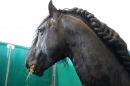 PFERD-BODENSEE-MESSE-Friedrichshafen-140214-Community-SEECHAT_DE-IMG_4562.JPG
