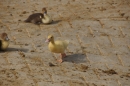 Lochmuehle-Eigeltingen-06-04-2014-Bodensee-Community-SEECHAT_DE-0044.JPG