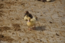 Lochmuehle-Eigeltingen-06-04-2014-Bodensee-Community-SEECHAT_DE-0045.JPG