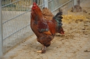 Lochmuehle-Eigeltingen-06-04-2014-Bodensee-Community-SEECHAT_DE-0051.JPG