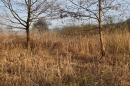 Naturschutzgebiet-Bodman-Ludwigshafen-7-4-14-Bodensee-Community-SEECHAT_DE-IMG_2154.JPG