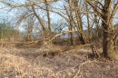 Naturschutzgebiet-Bodman-Ludwigshafen-7-4-14-Bodensee-Community-SEECHAT_DE-IMG_2156.JPG