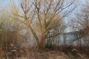 Naturschutzgebiet-Bodman-Ludwigshafen-7-4-14-Bodensee-Community-SEECHAT_DE-IMG_2161.JPG