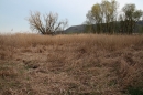 Naturschutzgebiet-Bodman-Ludwigshafen-7-4-14-Bodensee-Community-SEECHAT_DE-IMG_2202.JPG