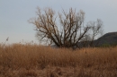 Naturschutzgebiet-Bodman-Ludwigshafen-7-4-14-Bodensee-Community-SEECHAT_DE-IMG_2203.JPG