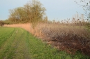 Naturschutzgebiet-Bodman-Ludwigshafen-7-4-14-Bodensee-Community-SEECHAT_DE-IMG_2236.JPG