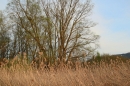 Naturschutzgebiet-Bodman-Ludwigshafen-7-4-14-Bodensee-Community-SEECHAT_DE-IMG_2238.JPG