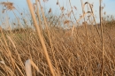 X3-Naturschutzgebiet-Bodman-Ludwigshafen-7-4-14-Bodensee-Community-SEECHAT_DE-IMG_2234.JPG