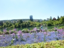 SlowUp-Schaffhausen-Hegau-18052014-Bodensee-Community-SEECHAT_CH-1_724_.JPG
