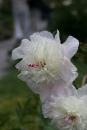 Insel-Mainau-280514-Bodensee-Community-Seechat_de--5501.jpg