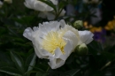 Insel-Mainau-280514-Bodensee-Community-Seechat_de--5503.jpg