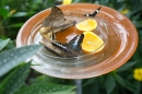 Insel-Mainau-280514-Bodensee-Community-Seechat_de--5531.jpg