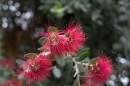 Insel-Mainau-280514-Bodensee-Community-Seechat_de--5551.jpg