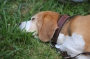 Reitturnier-Dettingen-Wallhausen-220614-Bodensee-Community-SEECHAT_DE-IMG_4734.JPG