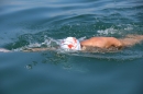 Wigald-Boning-Bodenseequerung-DE-CH-16072014-Bodensee-Community_SEECHAT_DE-IMG_7157.JPG