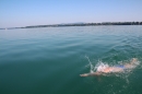 Bodenseequerung-Meik-Friedrichshafen-170714-Bodensee-Community_SEECHAT_DE-IMG_7087.JPG