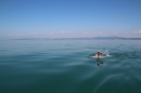Bodenseequerung-Meik-Friedrichshafen-170714-Bodensee-Community_SEECHAT_DE-IMG_7128.JPG