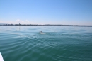 Bodenseequerung-Meik-Friedrichshafen-170714-Bodensee-Community_SEECHAT_DE-IMG_7183.JPG