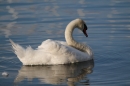 Bodenseequerung-Hamza-04-08-2014-Bodensee-Community-SEECHAT_DE-IMG_0443.JPG