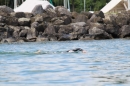 Bodenseebreitenquerung-Uli-Patrick-120814-Bodensee-Community_SEECHAT_DE-IMG_0668.JPG