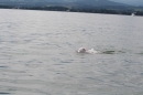 Bodenseebreitenquerung-Uli-Patrick-120814-Bodensee-Community_SEECHAT_DE-IMG_0702.JPG