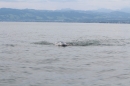 Bodenseebreitenquerung-Uli-Patrick-120814-Bodensee-Community_SEECHAT_DE-IMG_0883.JPG