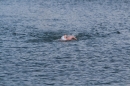 Bodenseequerung-Patrick-Hotz-180814-Bodensee-Community_SEECHAT_DE-IMG_1109.JPG