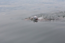 Bodenseequerung-Jacque-250814-Bodensee-Community_SEECHAT_DE-IMG_6242.JPG