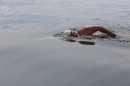 Bodenseequerung-Jacque-250814-Bodensee-Community_SEECHAT_DE-IMG_6243.JPG