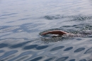 Bodenseequerung-Jacque-250814-Bodensee-Community_SEECHAT_DE-IMG_6271.JPG