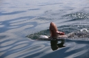 Bodenseequerung-Jacque-250814-Bodensee-Community_SEECHAT_DE-IMG_6275.JPG