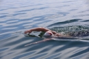 Bodenseequerung-Jacque-250814-Bodensee-Community_SEECHAT_DE-IMG_6277.JPG