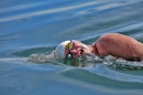 X1-Bodenseequerung-Jacque-250814-Bodensee-Community_SEECHAT_DE-IMG_6284.JPG