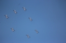 Flugshow-Air-14-Schweiz-Payerne-Bodensee-Community-SEECHAT_DE-IMG_6602.JPG