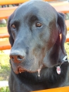 TETTNANG-B_hnlesfestt-140914-14-09-2014-Bodenseecommunity-seechat_de-DSCF3863.JPG