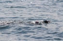 Bodenseequerung-Juergen-170914-Bodensee-Community-SEECHAT_DE-IMG_2676.JPG
