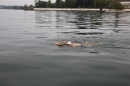 Bodenseequerung-Maex-Beer-Friedrichshafen-260914-Bodensee-Community-SEECHAT_DE-IMG_1808.JPG