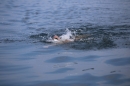 Bodenseequerung-Maex-Beer-Friedrichshafen-260914-Bodensee-Community-SEECHAT_DE-IMG_1956.JPG