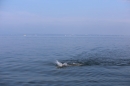 Bodenseequerung-Maex-Beer-Friedrichshafen-260914-Bodensee-Community-SEECHAT_DE-IMG_1967.JPG