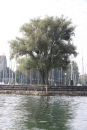 Bodenseequerung-Maex-Beer-Friedrichshafen-260914-Bodensee-Community-SEECHAT_DE-IMG_1977.JPG