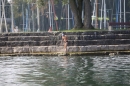Bodenseequerung-Maex-Beer-Friedrichshafen-260914-Bodensee-Community-SEECHAT_DE-IMG_1978.JPG