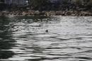 Bodenseequerung-Maex-Beer-Friedrichshafen-260914-Bodensee-Community-SEECHAT_DE-IMG_1982.JPG