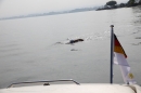 Bodenseequerung-Maex-Beer-Friedrichshafen-260914-Bodensee-Community-SEECHAT_DE-IMG_1984.JPG