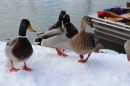 Ice-Mile-Sonthofen-Hamza-280215-Bodensee-Community-SEECHAT_DE-IMG_4148.JPG