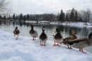 Ice-Mile-Sonthofen-Hamza-280215-Bodensee-Community-SEECHAT_DE-IMG_4153.JPG