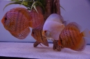AQUA-FISCH-07-03-2015-Messe-Friedrichshafen-Bodensee-Community-SEECHAT_DE-_114_.JPG