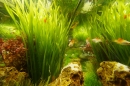 AQUA-FISCH-07-03-2015-Messe-Friedrichshafen-Bodensee-Community-SEECHAT_DE-_38_.JPG
