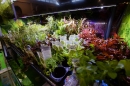 AQUA-FISCH-07-03-2015-Messe-Friedrichshafen-Bodensee-Community-SEECHAT_DE-_70_.JPG