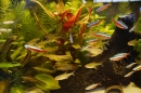 AQUA-FISCH-07-03-2015-Messe-Friedrichshafen-Bodensee-Community-SEECHAT_DE-_80_.JPG